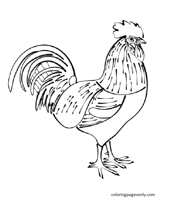 Chicken coloring pages printable for free download