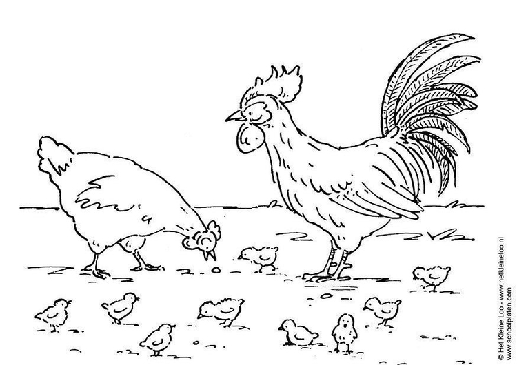 Coloring page hen rooster and chickens