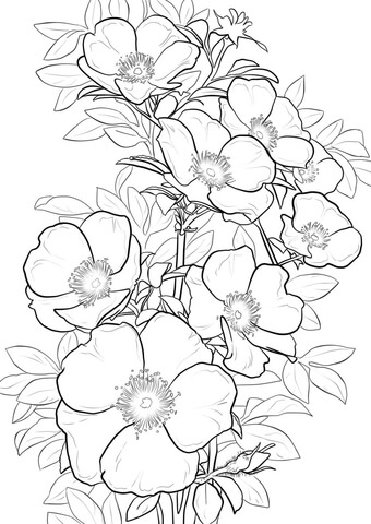 Cherokee rose coloring page free printable coloring pages