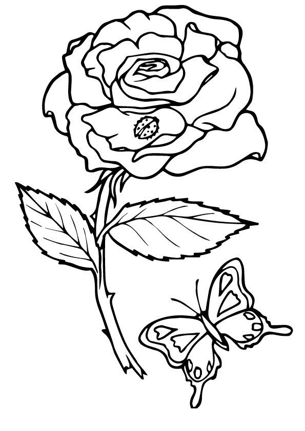 Free printable four roses coloring picture assignment sheets pictures for child