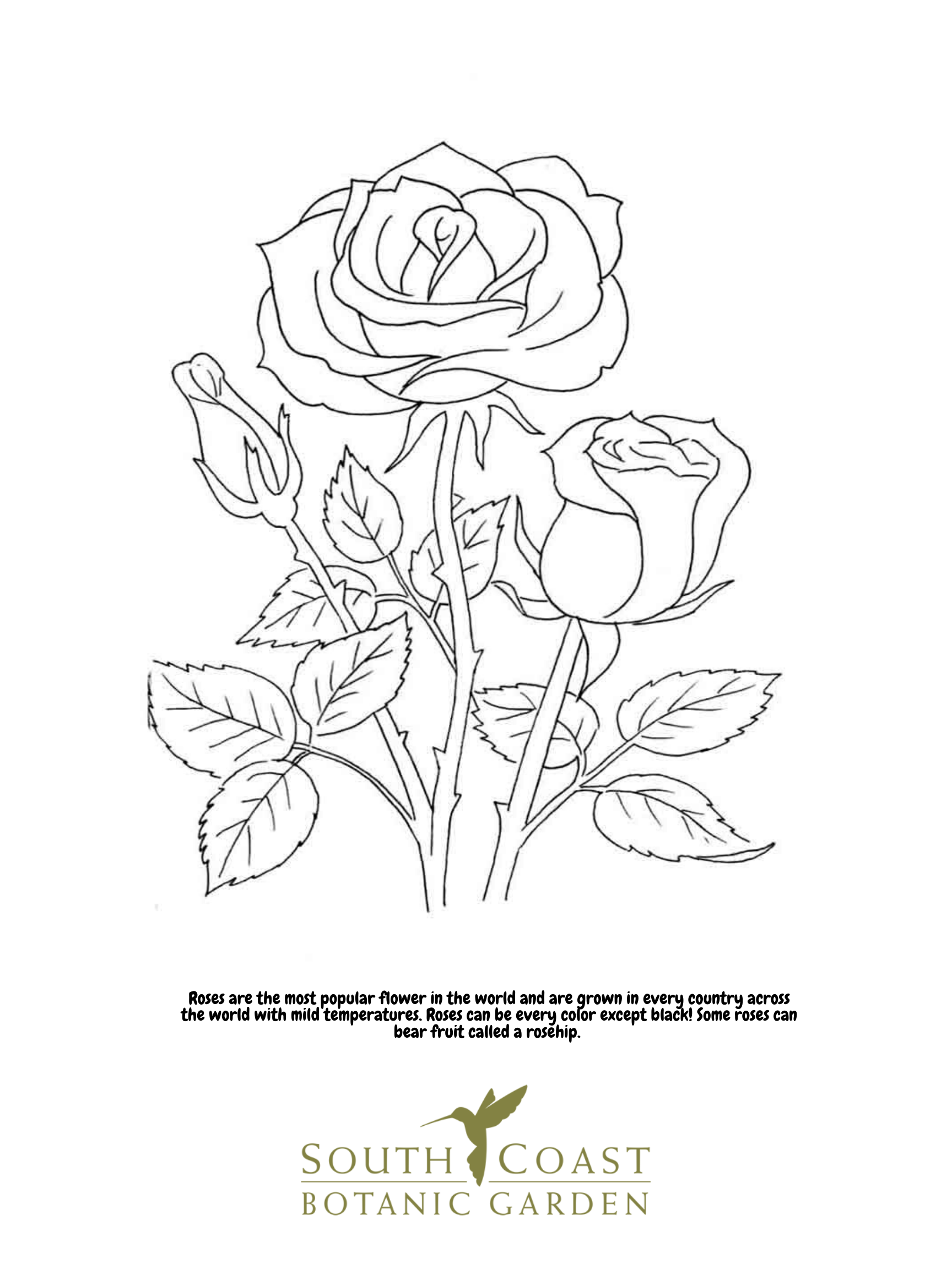 Seeds of fun rose and poppy coloring pages