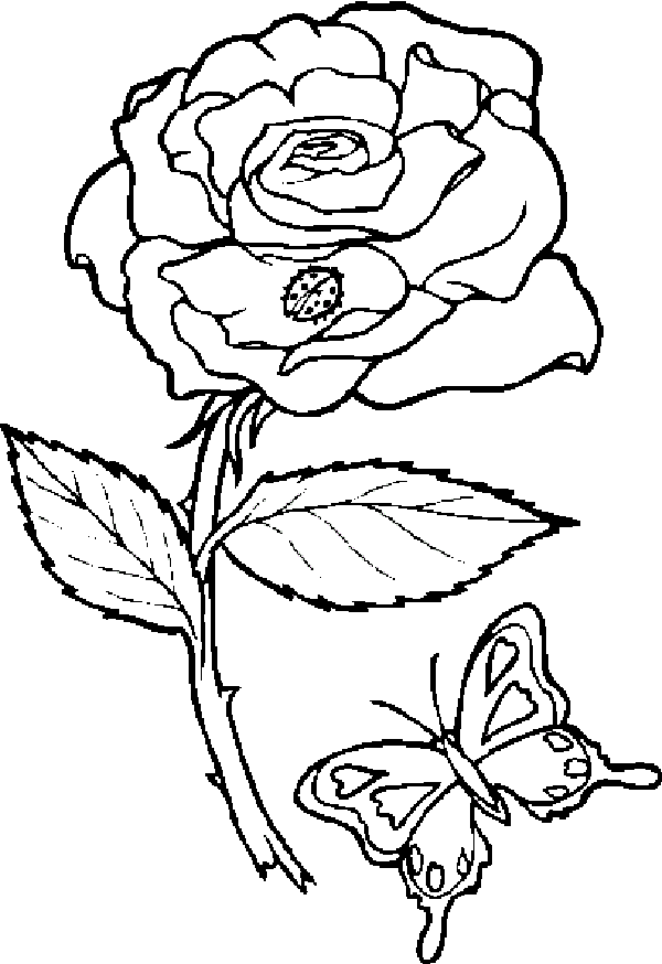 Butterfly and rose coloring pages