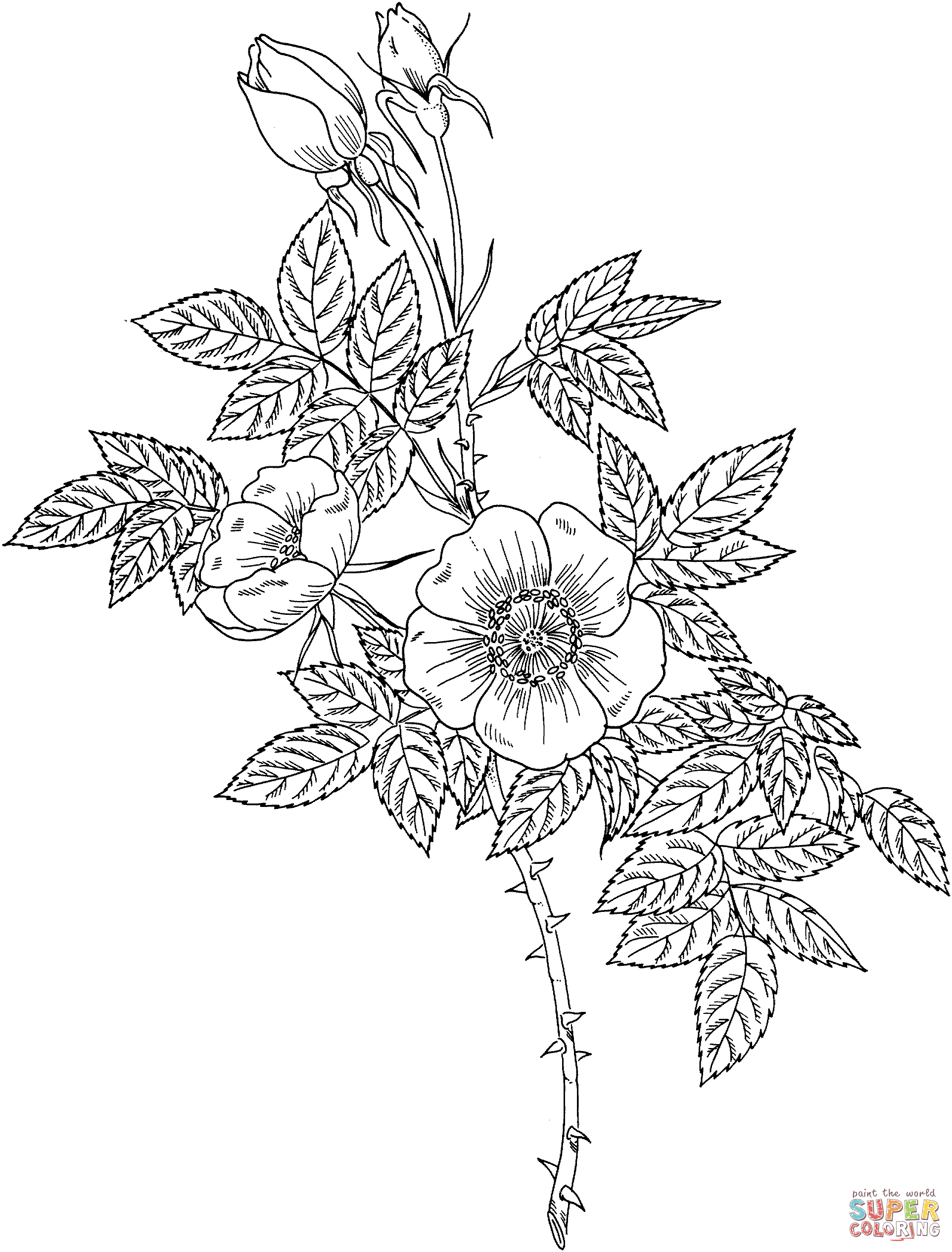 Austrian copper rose coloring page free printable coloring pages