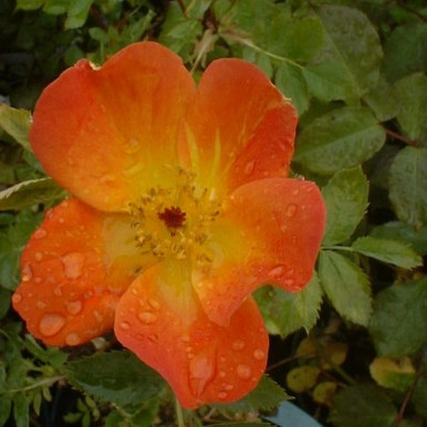 Rosa austrian pper