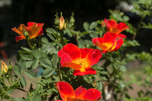 Austrian briar rose images stock photos d objects vectors