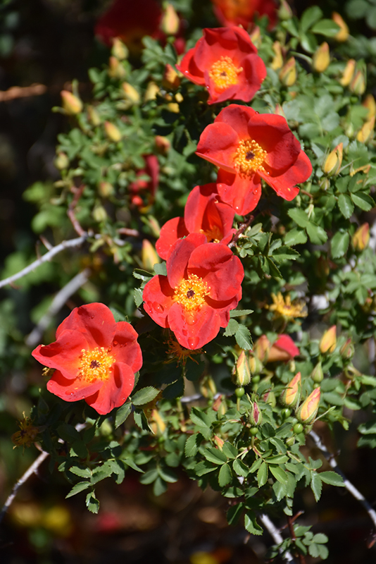 Austrian copper rose rosa foetida bicolor in denver arvada wheat ridge golden lakewood colorado co at echters nursery garden center