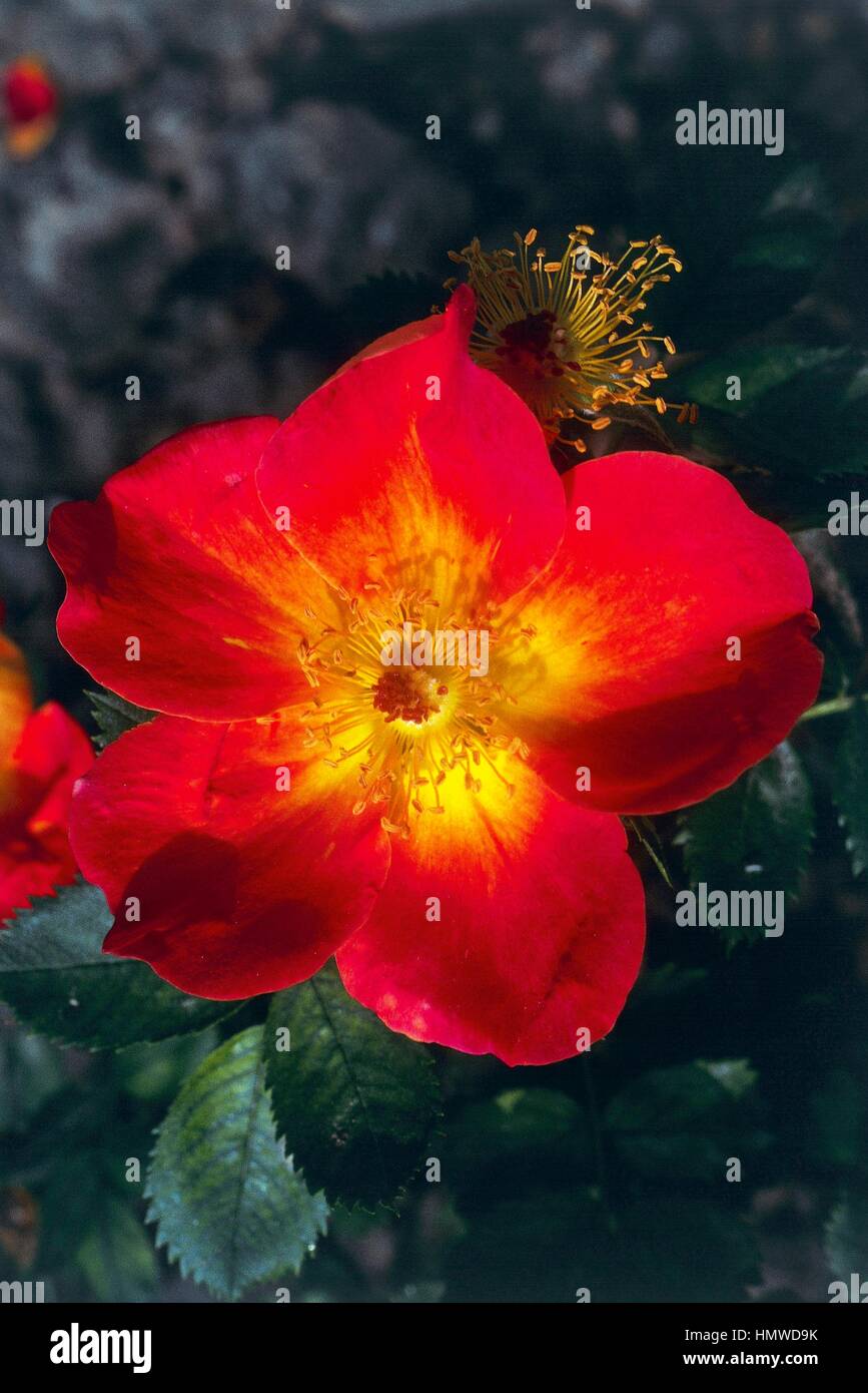 Austrian briar rose hi