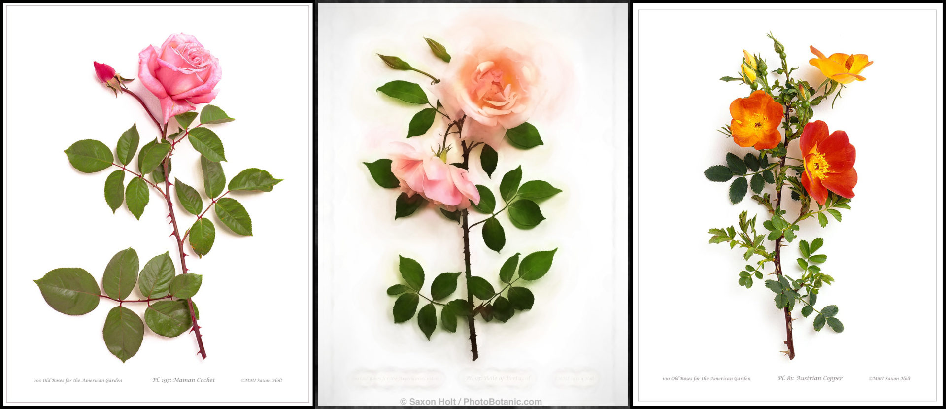 Advanced techniques for photographing roses