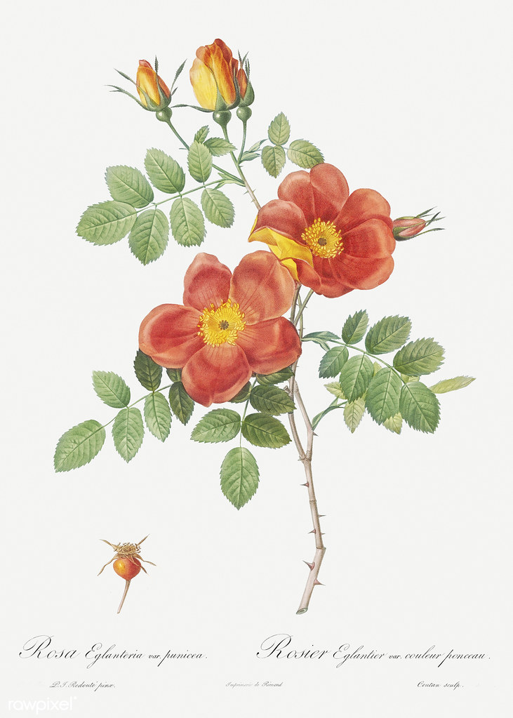 Vintage austrian briar rose poster free download under cc â