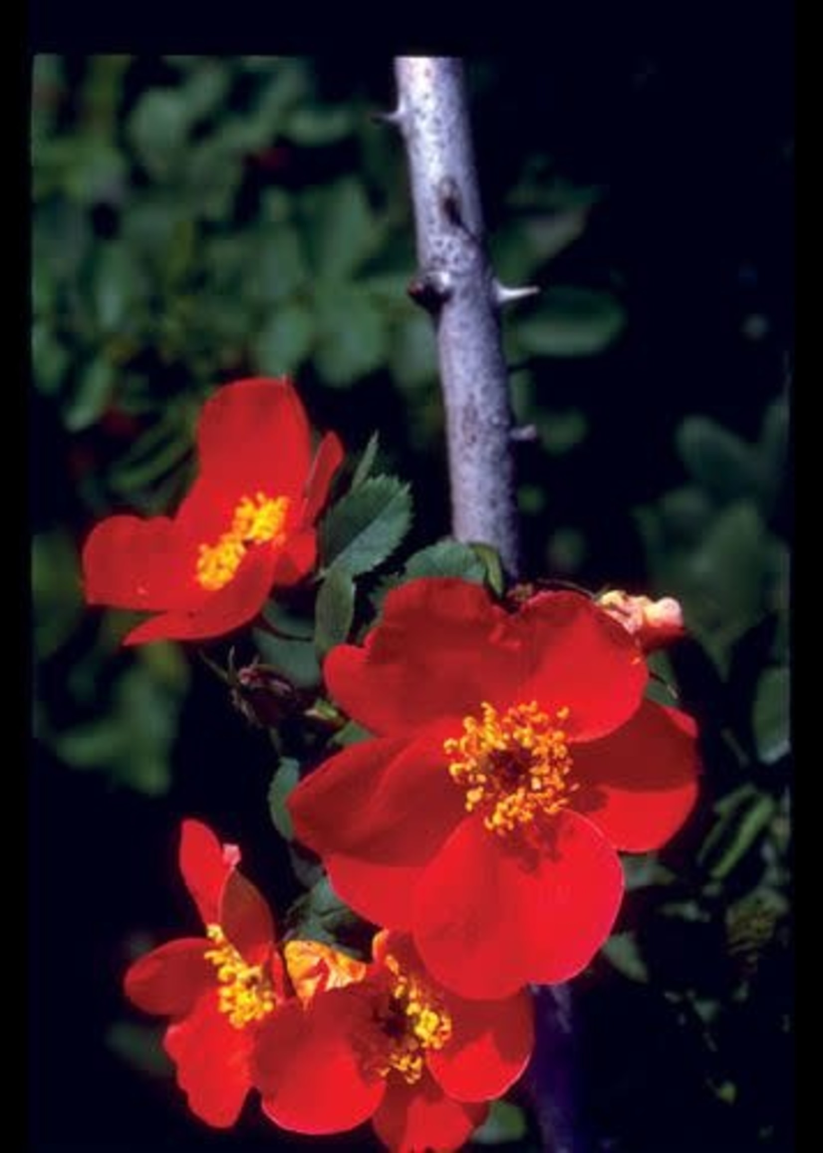 Rose austrian copper gal