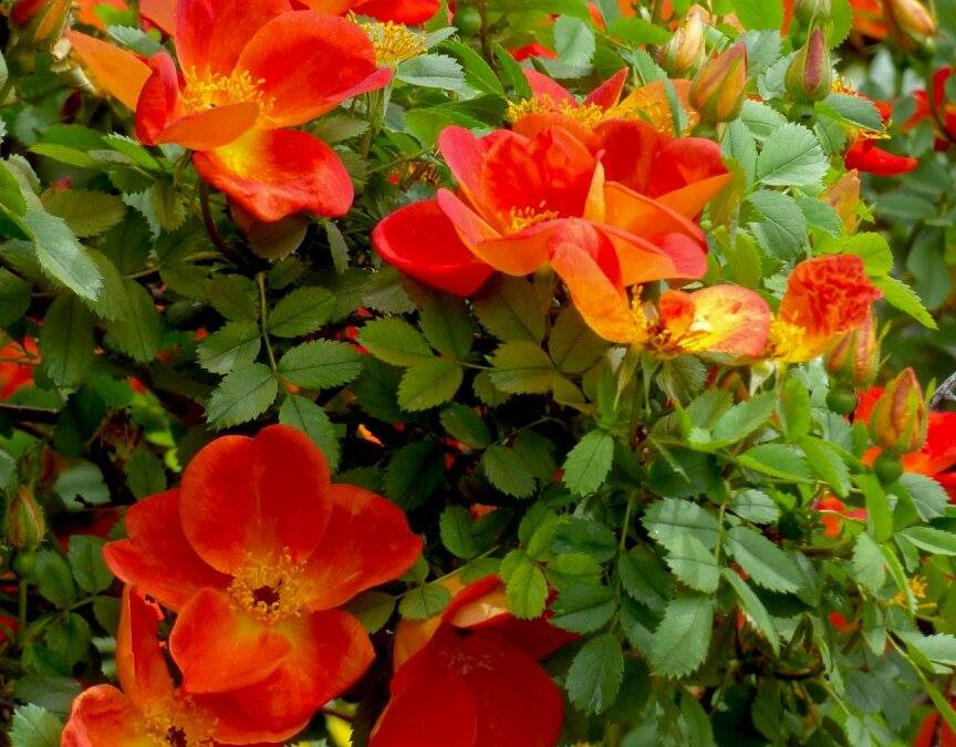 Austrian copper rose rosa foetida bicolor outside