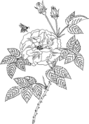 Roses coloring pages free coloring pages