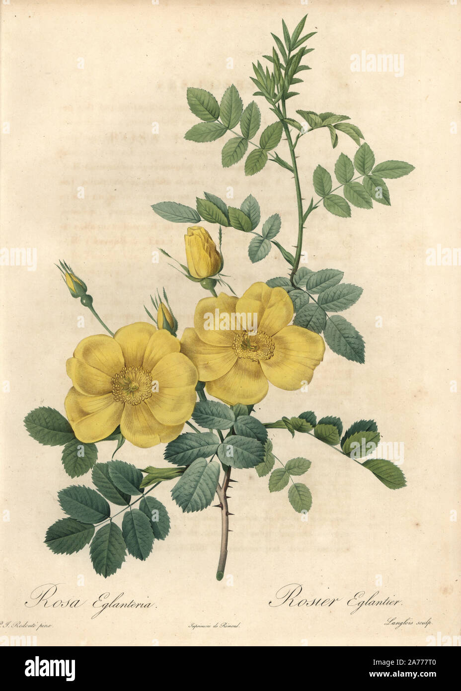 Austrian briar rose hi