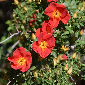 Austrian copper rose rosa foetida bicolor in reno sparks lake tahoe carson city nevada nv at moana nursery