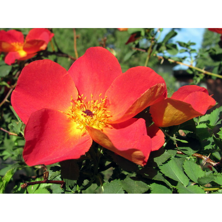 Austrian copper heirloom shrub rose bush