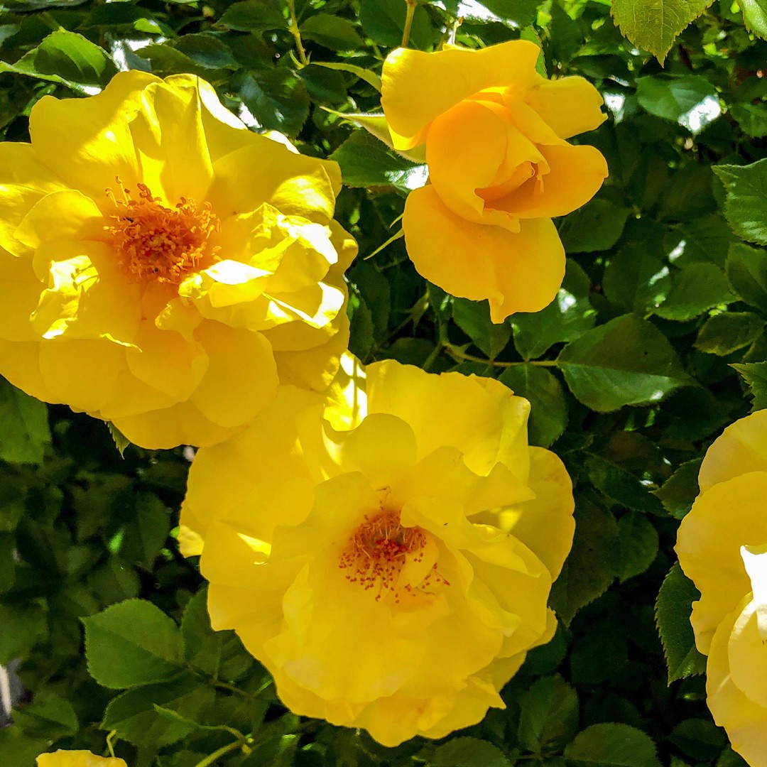 Austrian brier rosa foetida flower leaf care uses