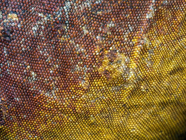 Page austrian copper rose images