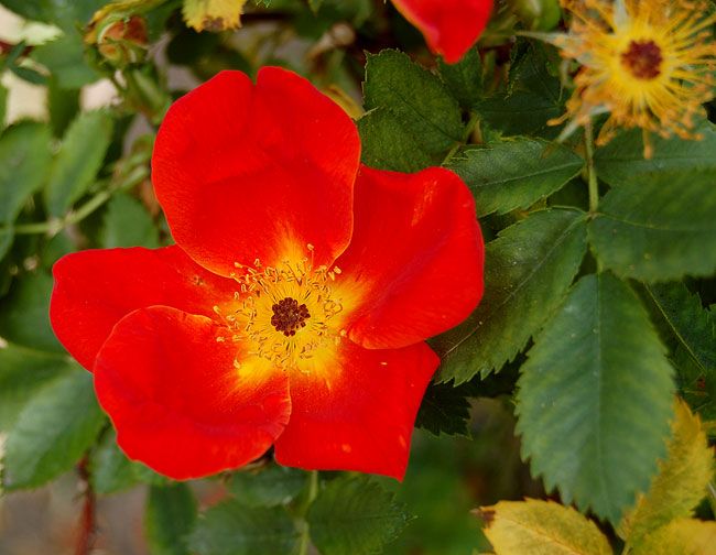 Austrian copper rose