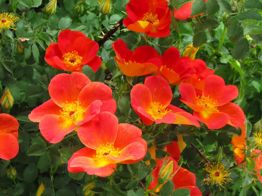 Austrian copper heirloom shrub rose bush