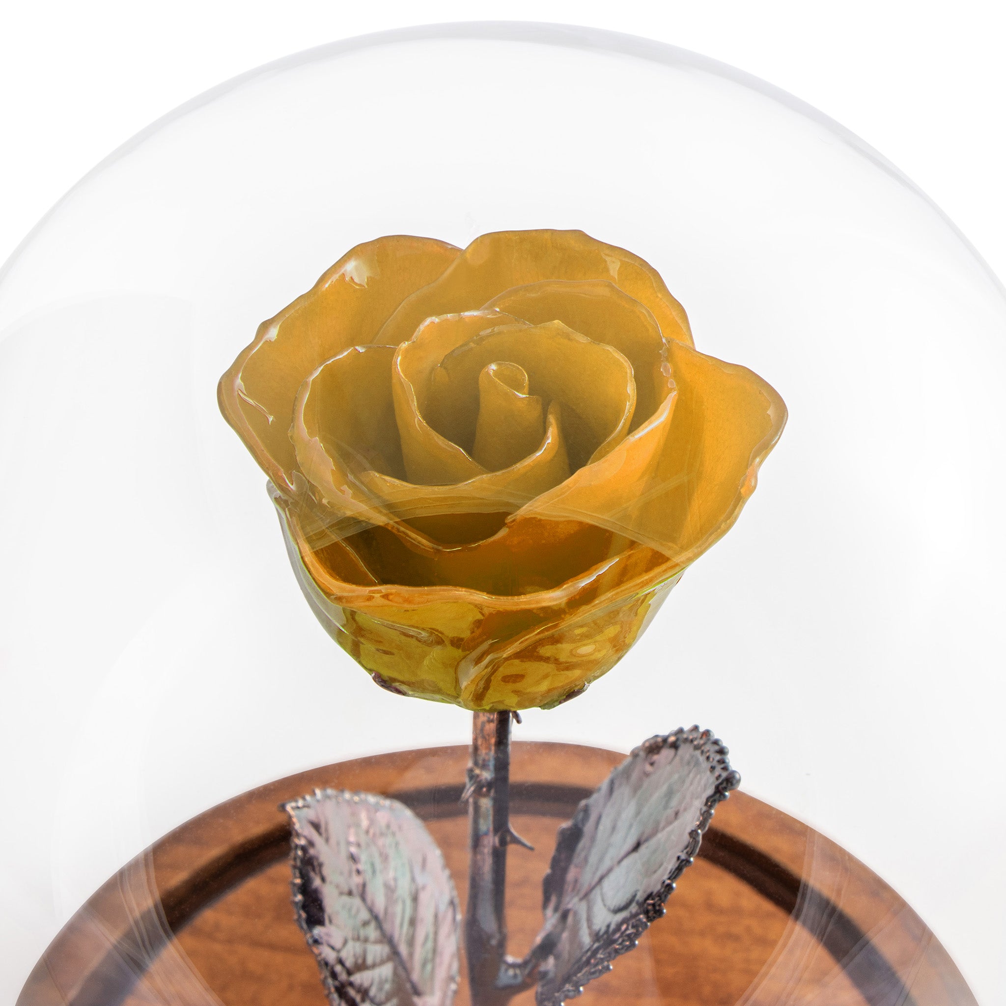 Enchanted rose in glass dome
