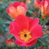 Rosa foetida bicolor