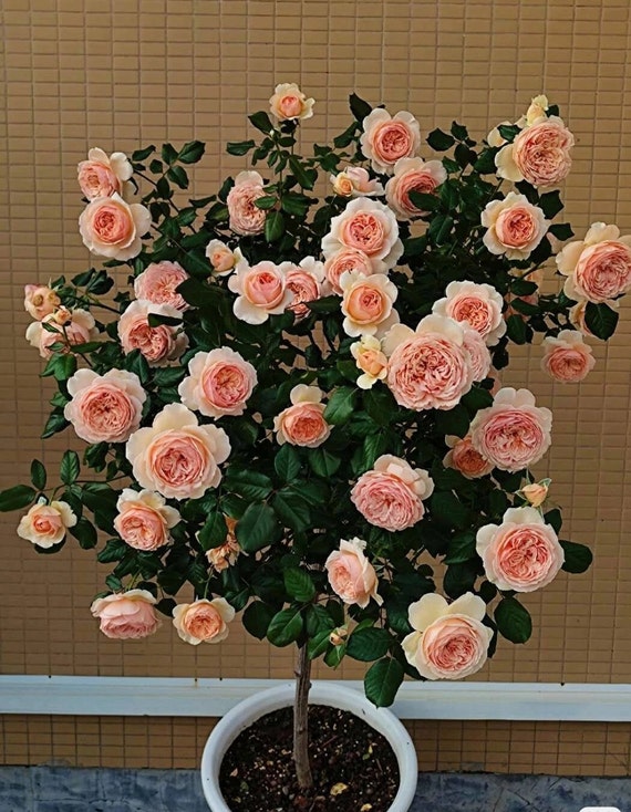 Japanese rose masora çå gal live plant shrub rose