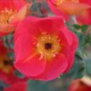 Rosa foetida bicolor