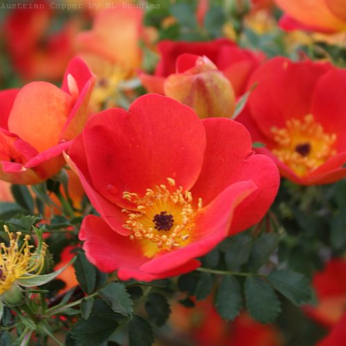 Rosa foetida bicolor