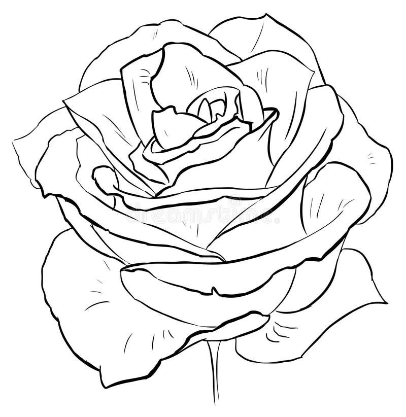 Rose coloring page stock illustrations â rose coloring page stock illustrations vectors clipart