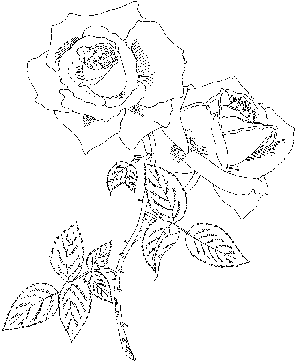 Rose coloring pages