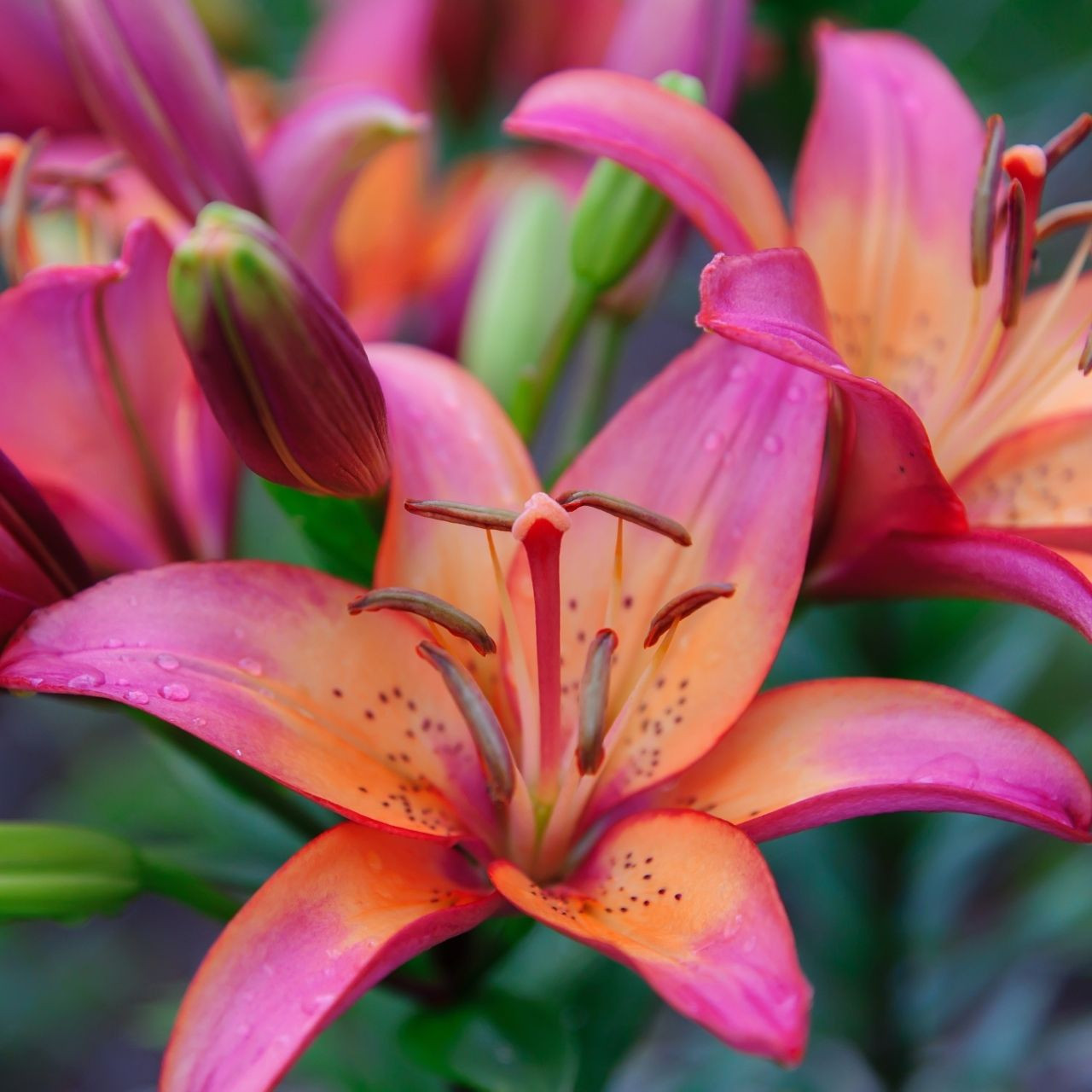 Lily longiflorum asiatic la royal sunset