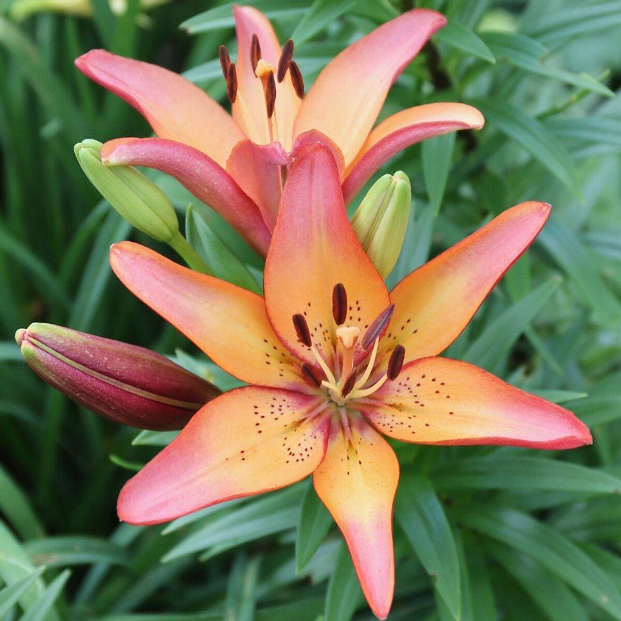 Lily longiflorum asiatic la royal sunset