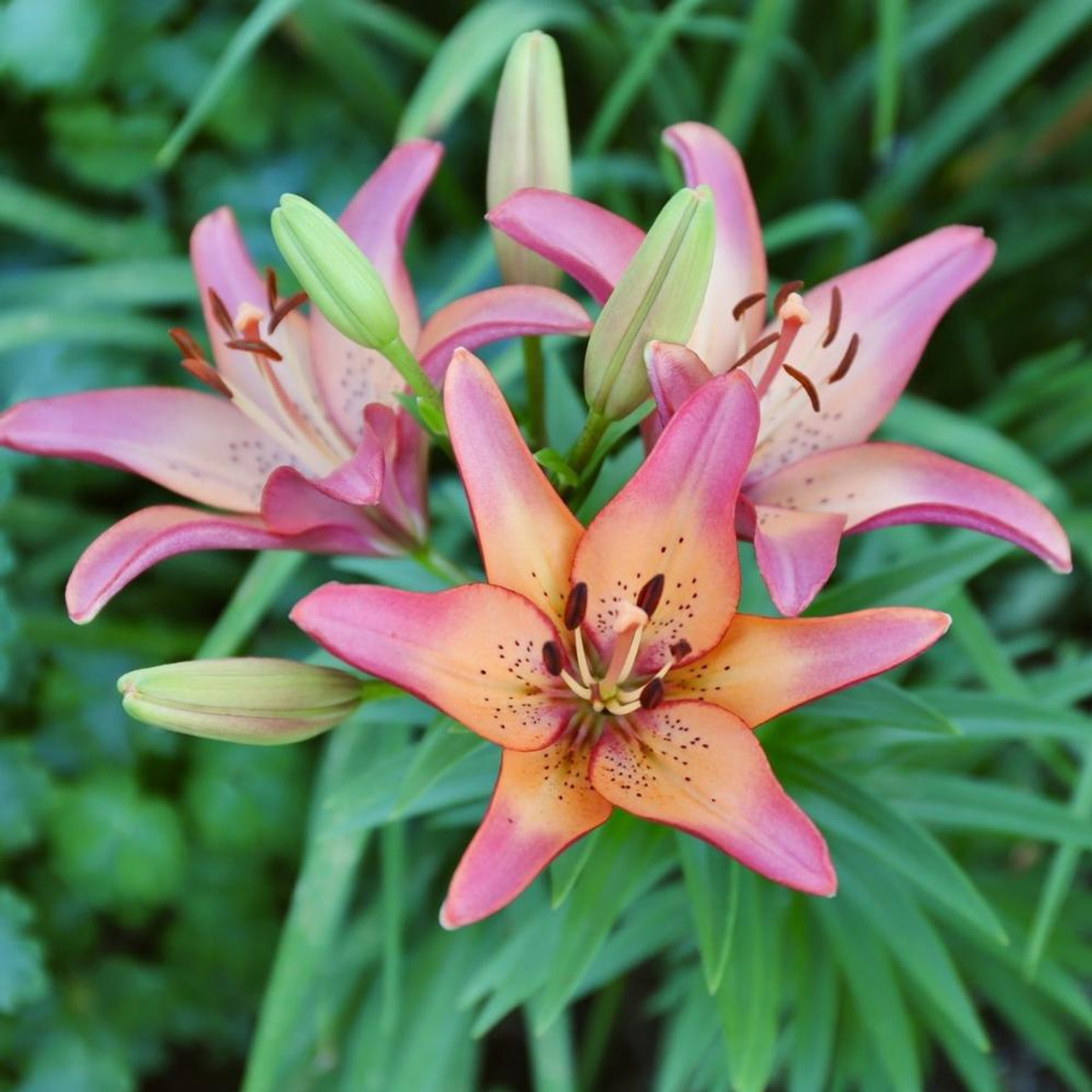 Lily longiflorum asiatic la royal sunset