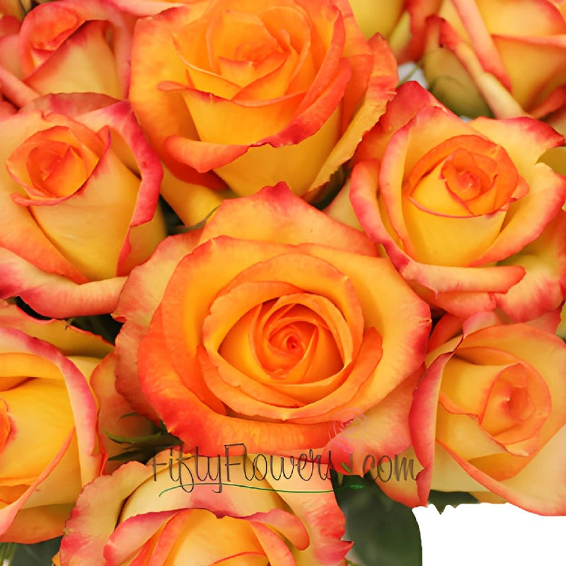 Buy wholesale konfetti sunset rose in bulk