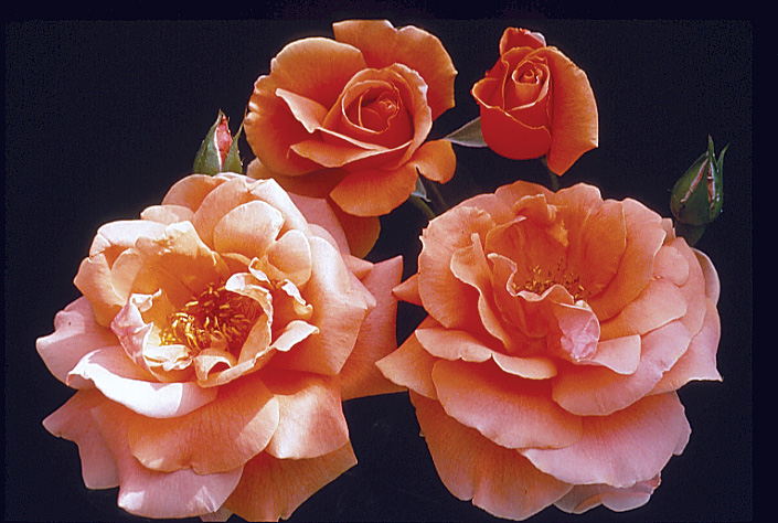 The best roses for your garden