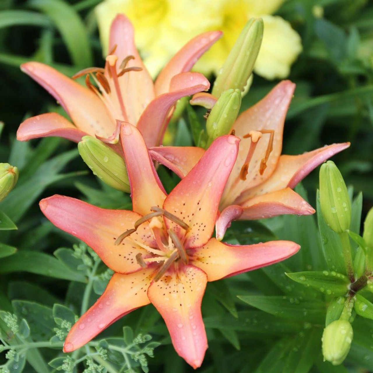 Lily longiflorum asiatic la royal sunset