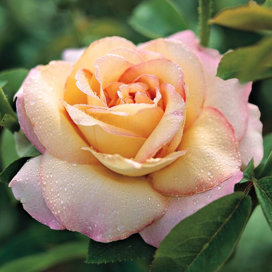 Peace hybrid tea rose jackson perkins