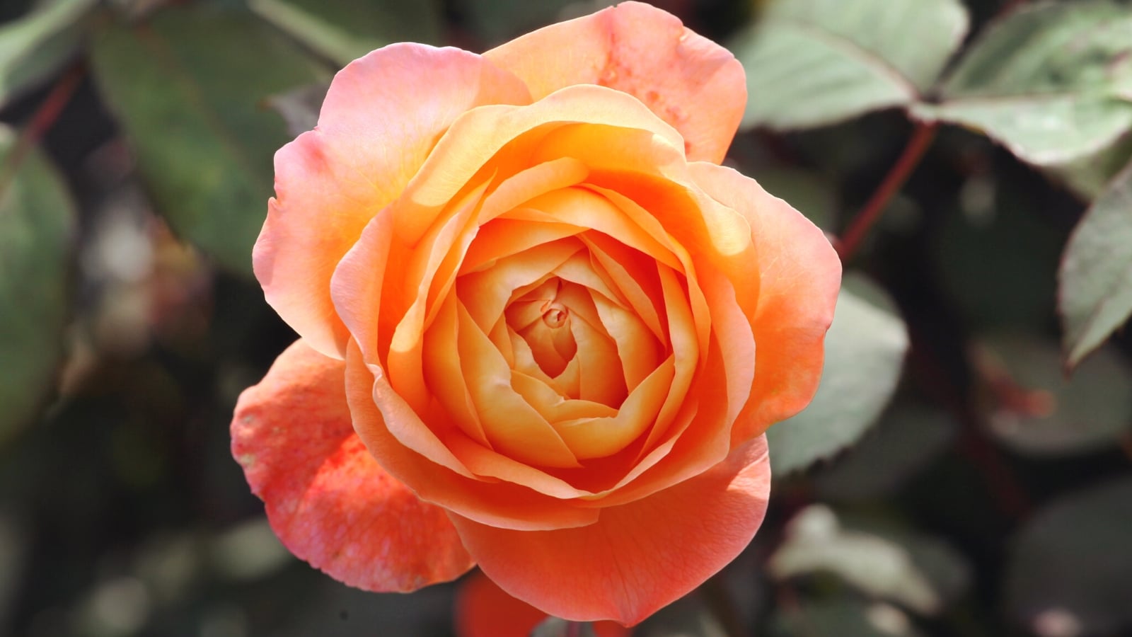Beautiful orange rose varieties for vibrant garden color