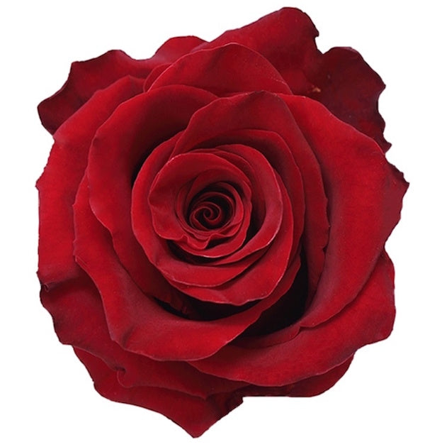 Explorer red rose