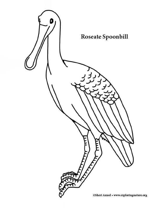 Spoonbill roseate coloring page