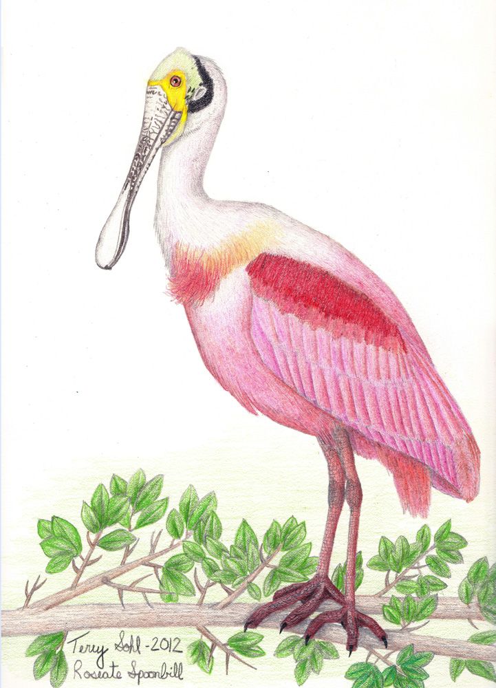Roseate spoonbill
