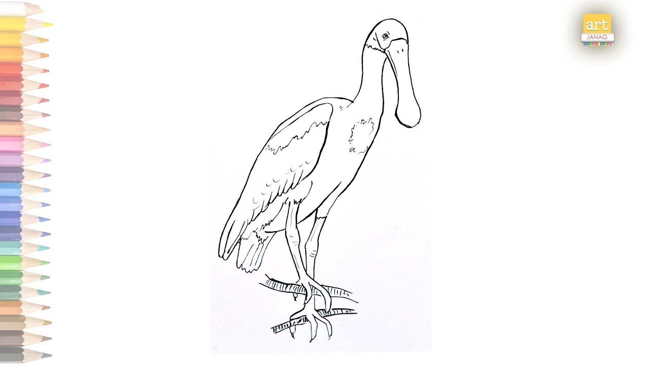 Roseate spoonbill outline drawing how to draw roseate spoonbill bird drawing artjanag bird drawings outline drawings drawings