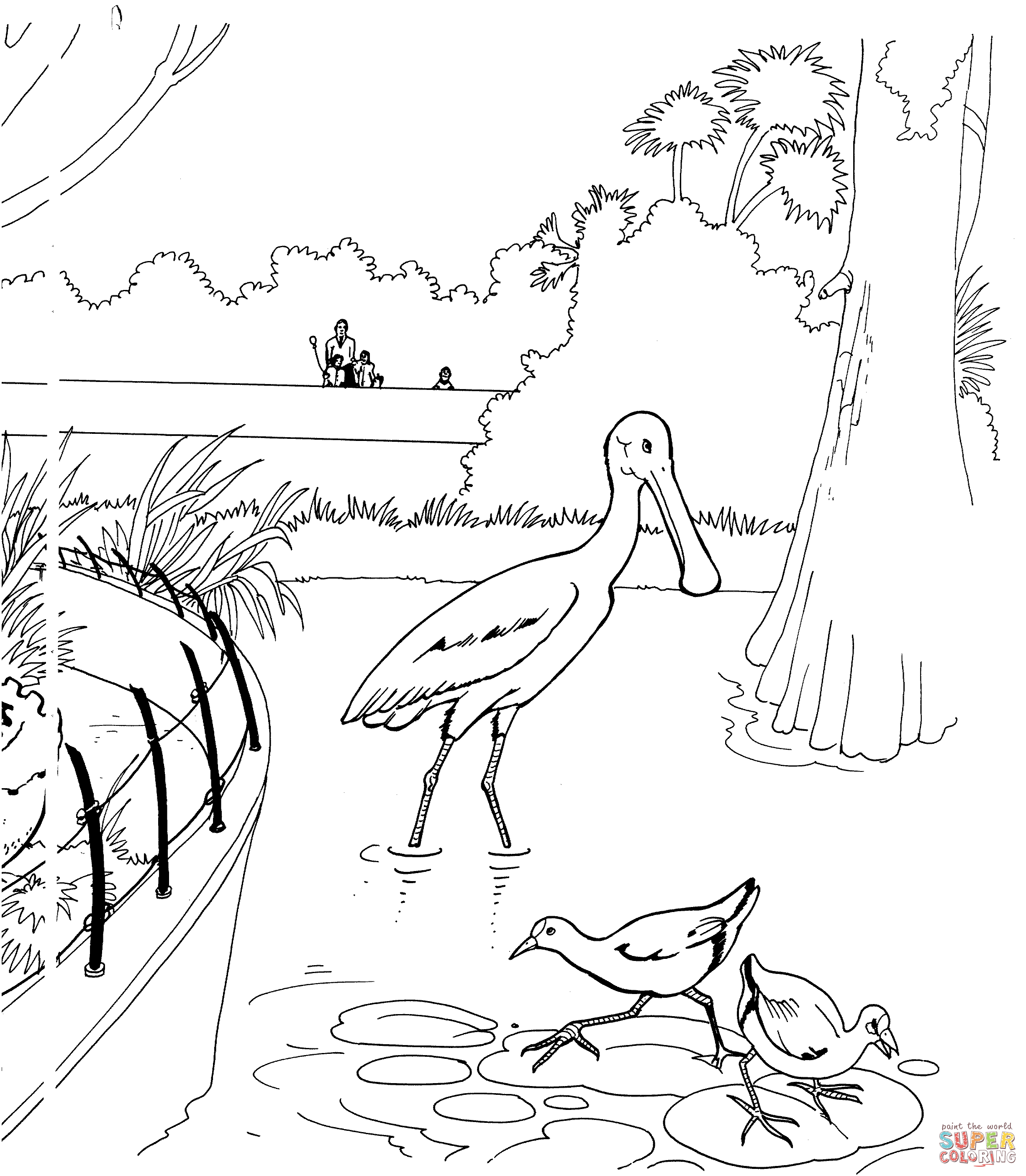 Spoonbill bird in a zoo coloring page free printable coloring pages