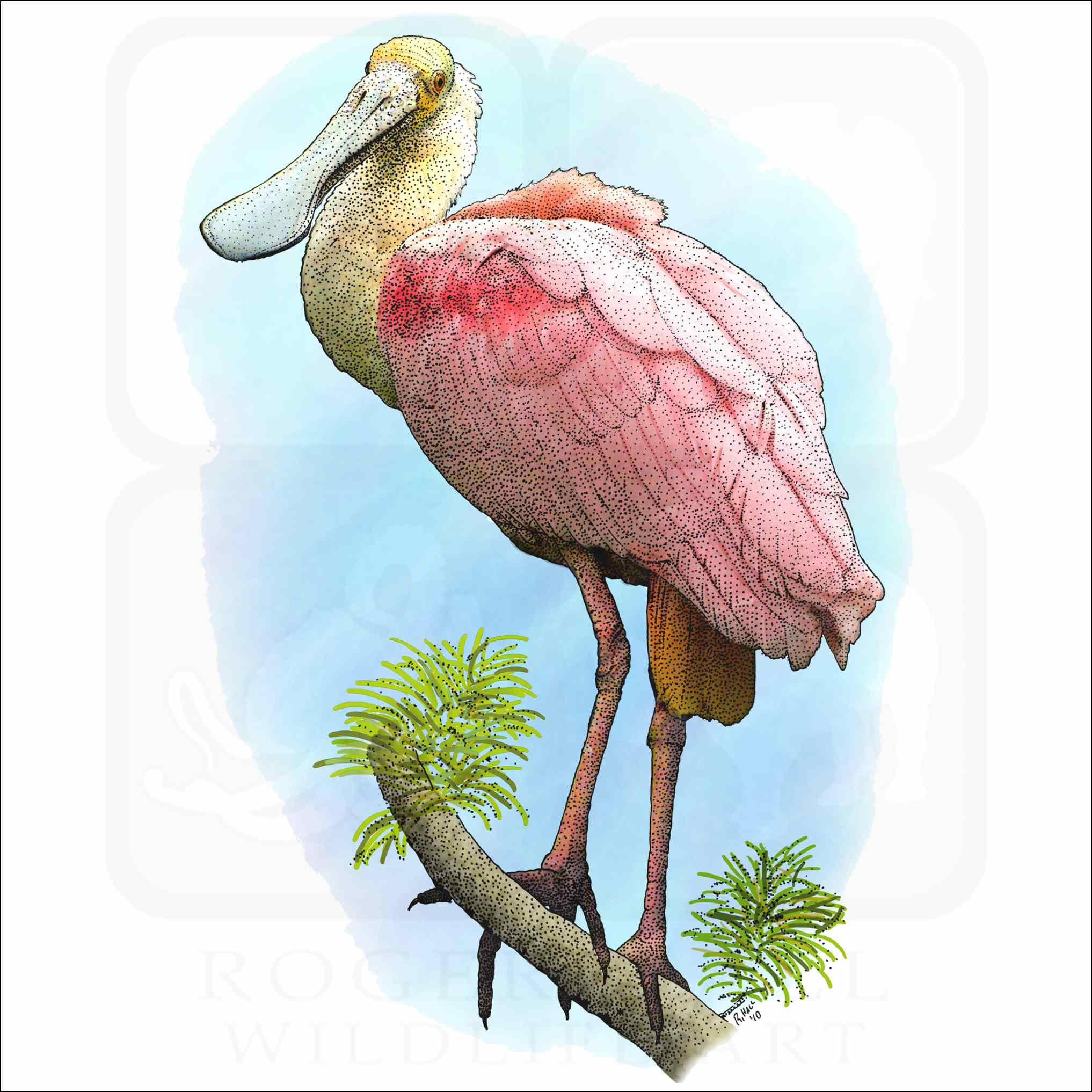Roseate spoonbill