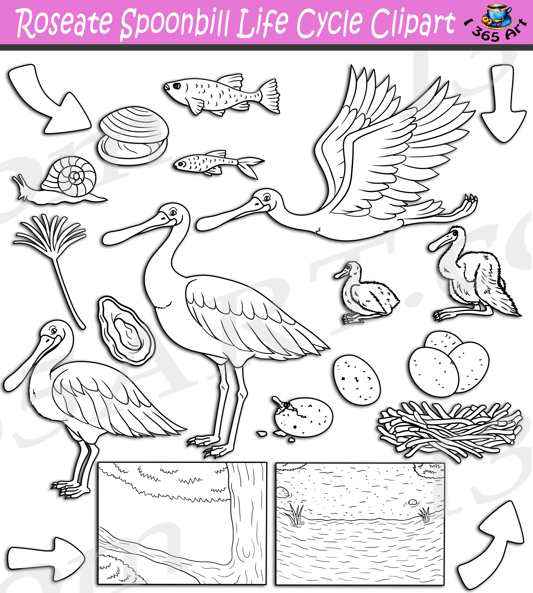 Roseate spoonbill life cycle clipart set download