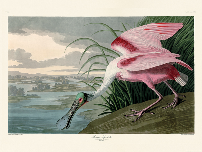 John james audubon roseate spoonbill art print the art group