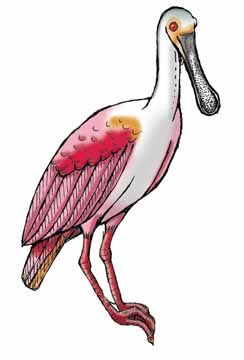 Roseate spoonbill animal paintings drawings colorful birds