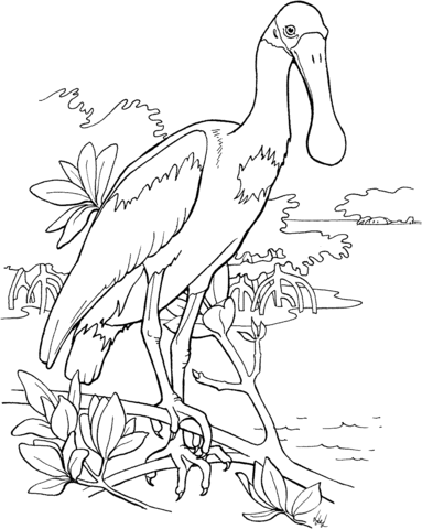 Roseate spoonbill bird coloring pages bird drawings animal coloring pages