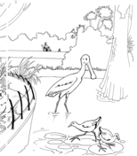 Spoonbill coloring pages free coloring pages