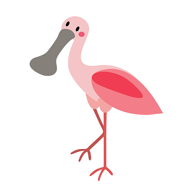 Roseate spoonbill stock illustrations royalty